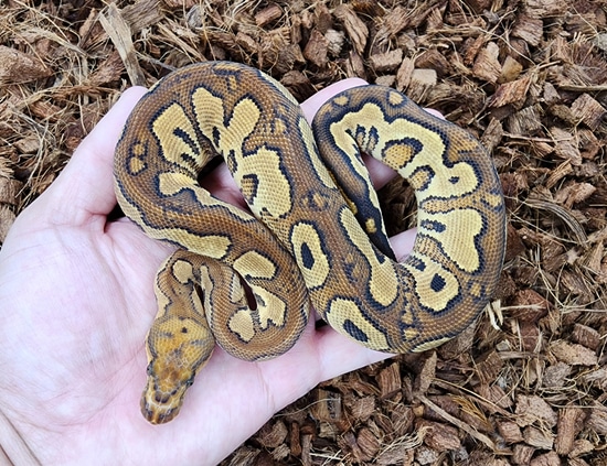 Redstripe Fire Yb Clown Ball Python by Bobs Balls