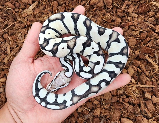 Pastel Desert Ghost Vpi Axanthic Ball Python by Bobs Balls