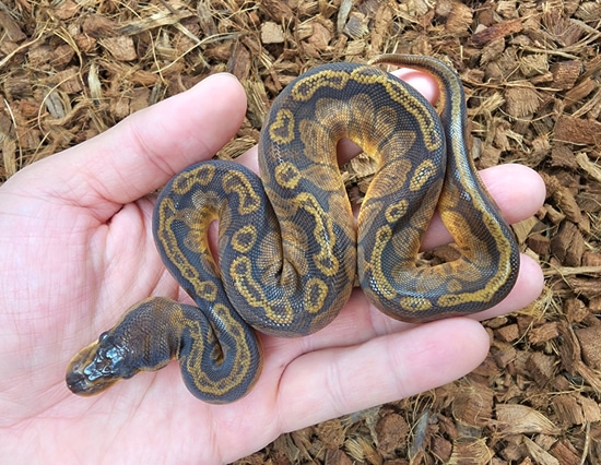 Sunset Het Desert Ghost Ball Python by Bobs Balls