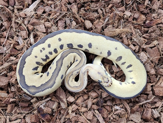 Leopard Fire Redstripe Clown Ball Python by Bobs Balls