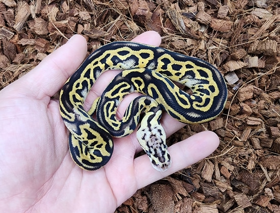 Pastel Leopard Crypton Het Dg Ball Python by Bobs Balls