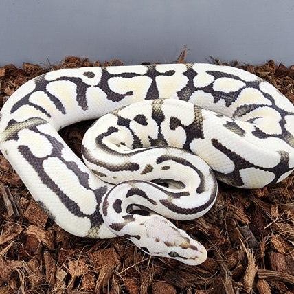 Pastel Dg Puzzle Breeder Ball Python