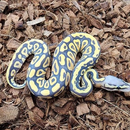 Cypress Yb Pastel Hypo Het Puzzle Ball Python