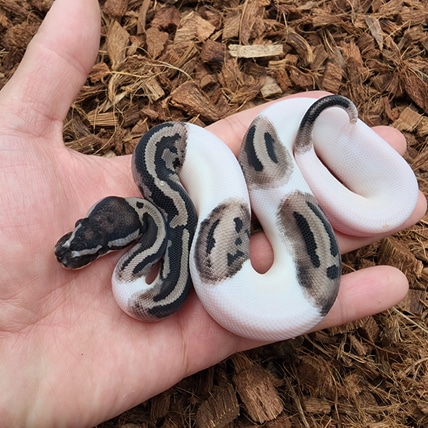 Leopard Vpi Axanthic Pied Het Dg Ball Python