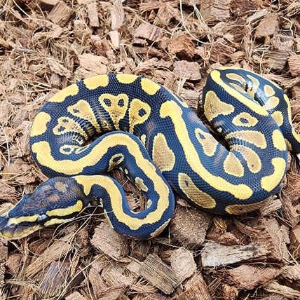 Yb Quint Het Sunset Dg Clown Hypo Pied Ball Python