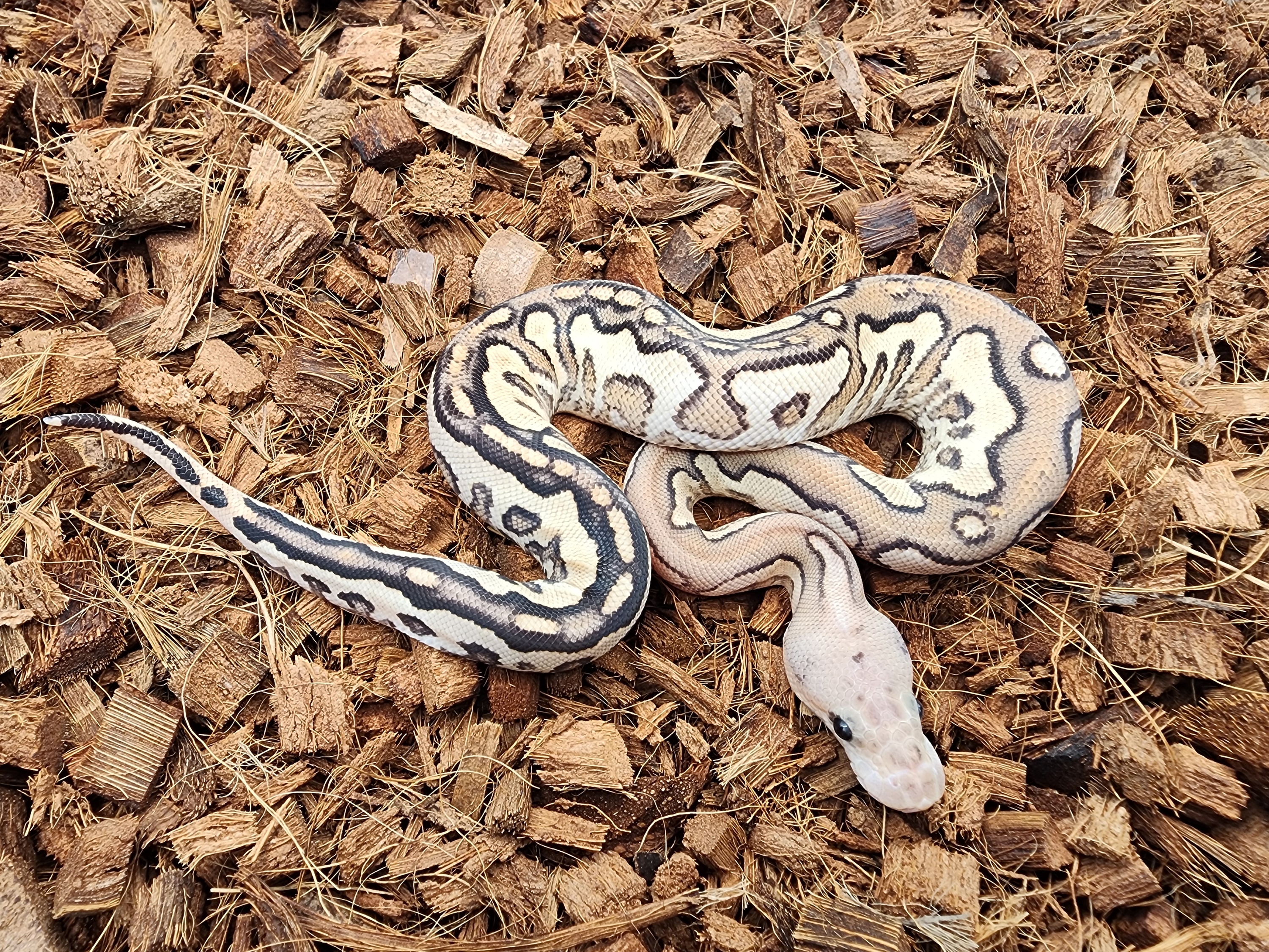 if six was nine TXS3 WHITE× PYTHON TSK Axanthic - Clown - Pastel - POSS Yellow Belly Ball
