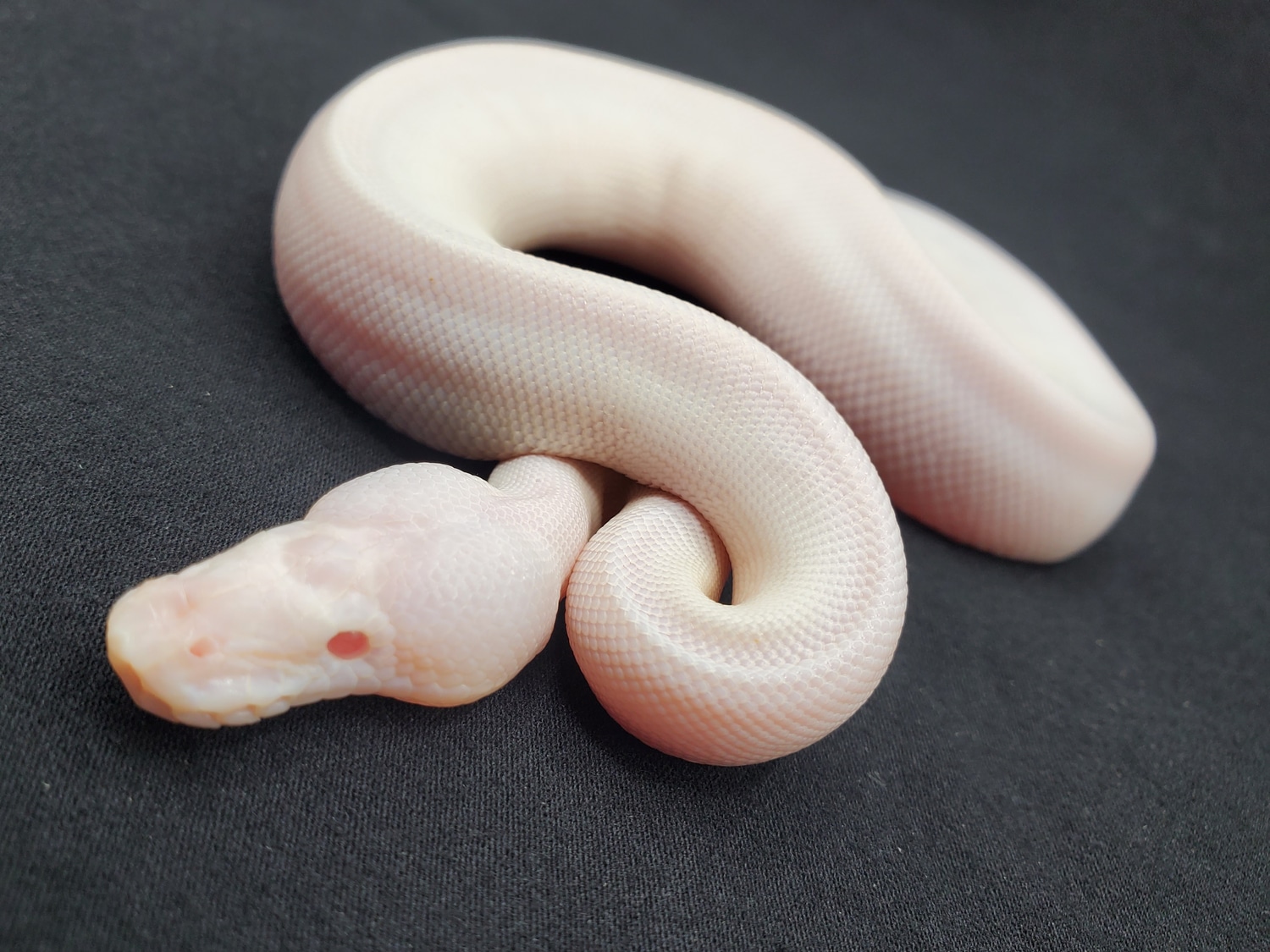 Pastel Super Russo Albino Pied Ball Python by Brian Bode Reptiles ...