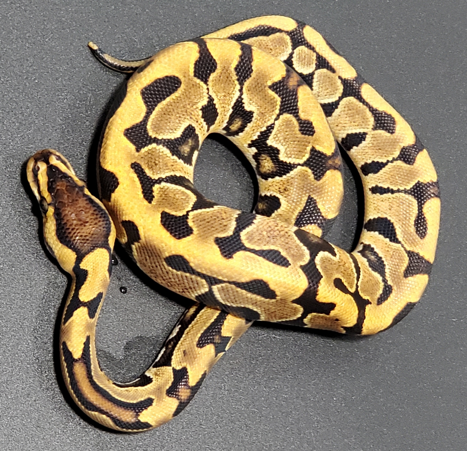 Puzzle 66% Het Hypo Ball Python by Brian Bode Reptiles - MorphMarket