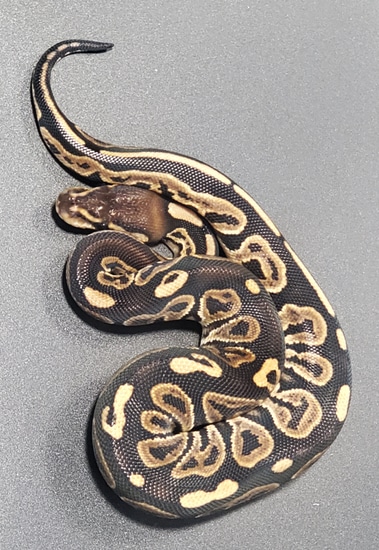 Female Black Pastel 66% Het Pied 50% Het VPI Ball Python by Brian Bode ...