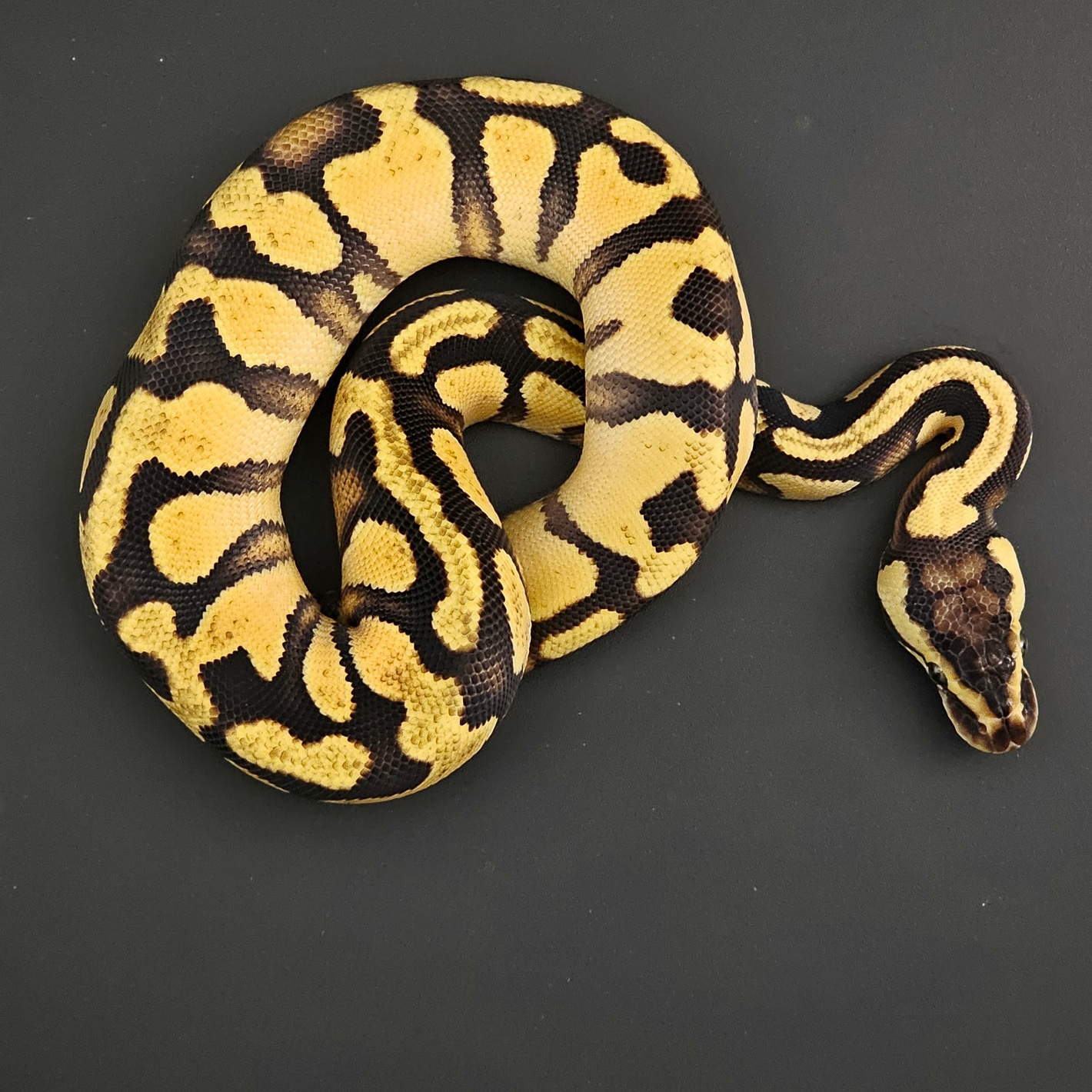 洋書 The Complete Ball Python 113254356.jpg?v=1751397166