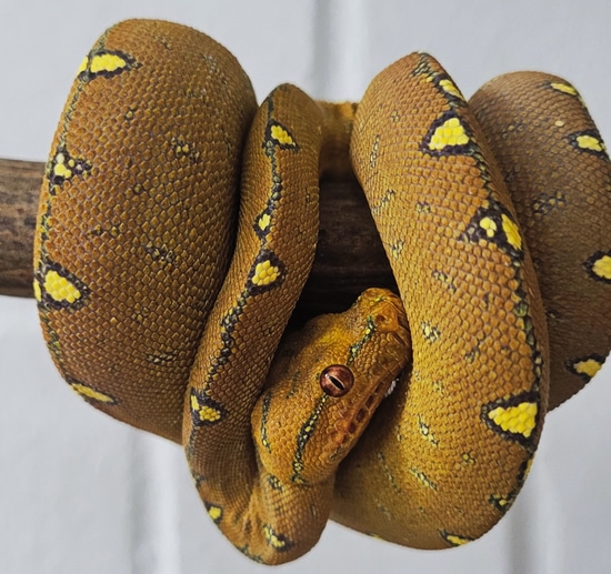 1,0 Wamena Yellow Spot Melanistic Green Tree Python by Boidenzucht ...