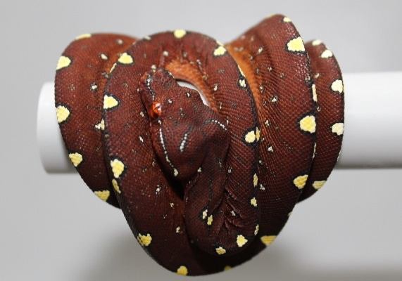 0,0,1 Wamena Yellow Spot Melanistisch Green Tree Python by Boidenzucht ...