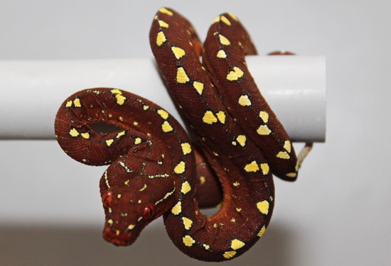 0,0,1 Wamena Yellow Spot Melanistisch Green Tree Python by Boidenzucht ...