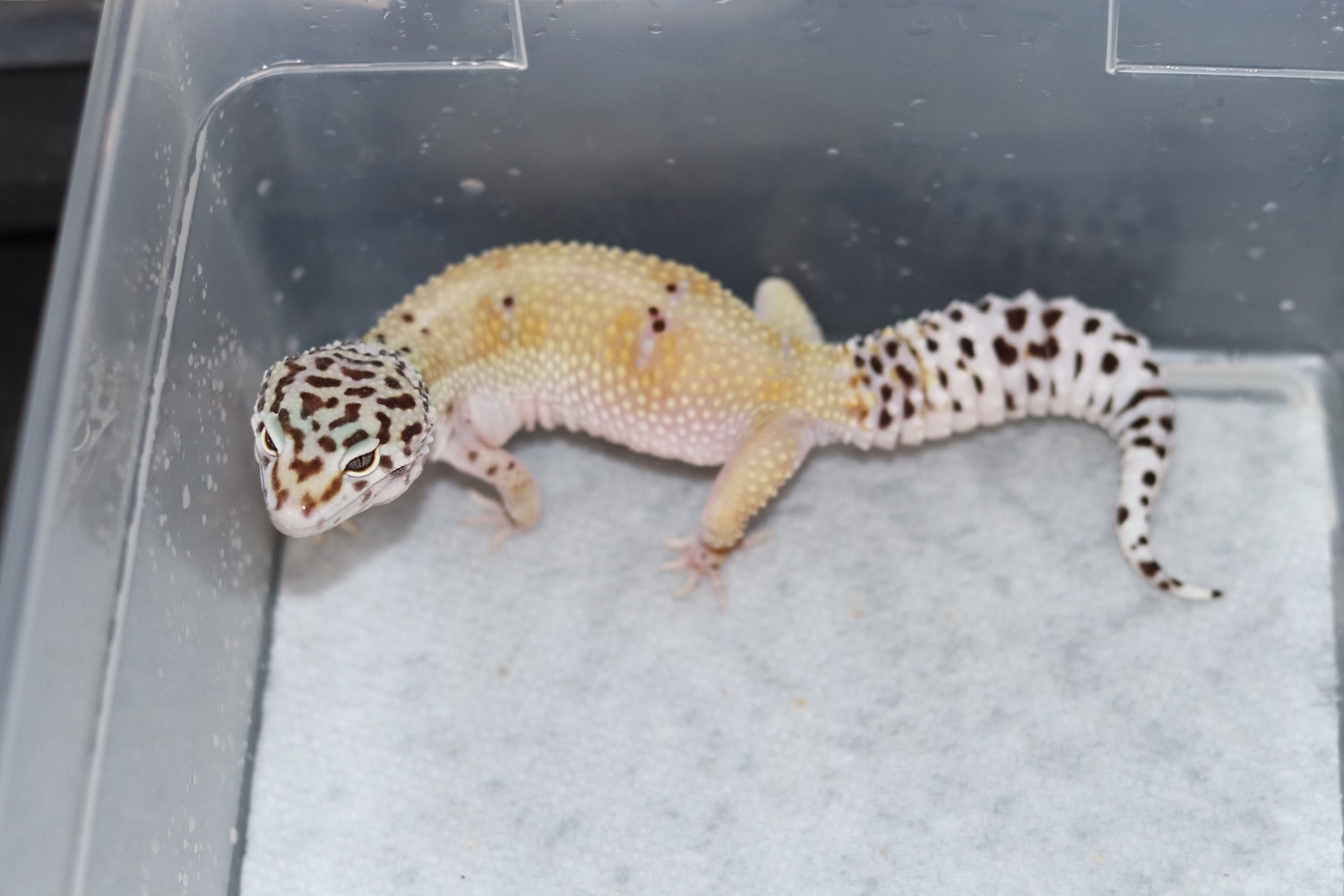 Creamsicle Female Leopard Gecko by Bold And Striped Geckos MorphMarket