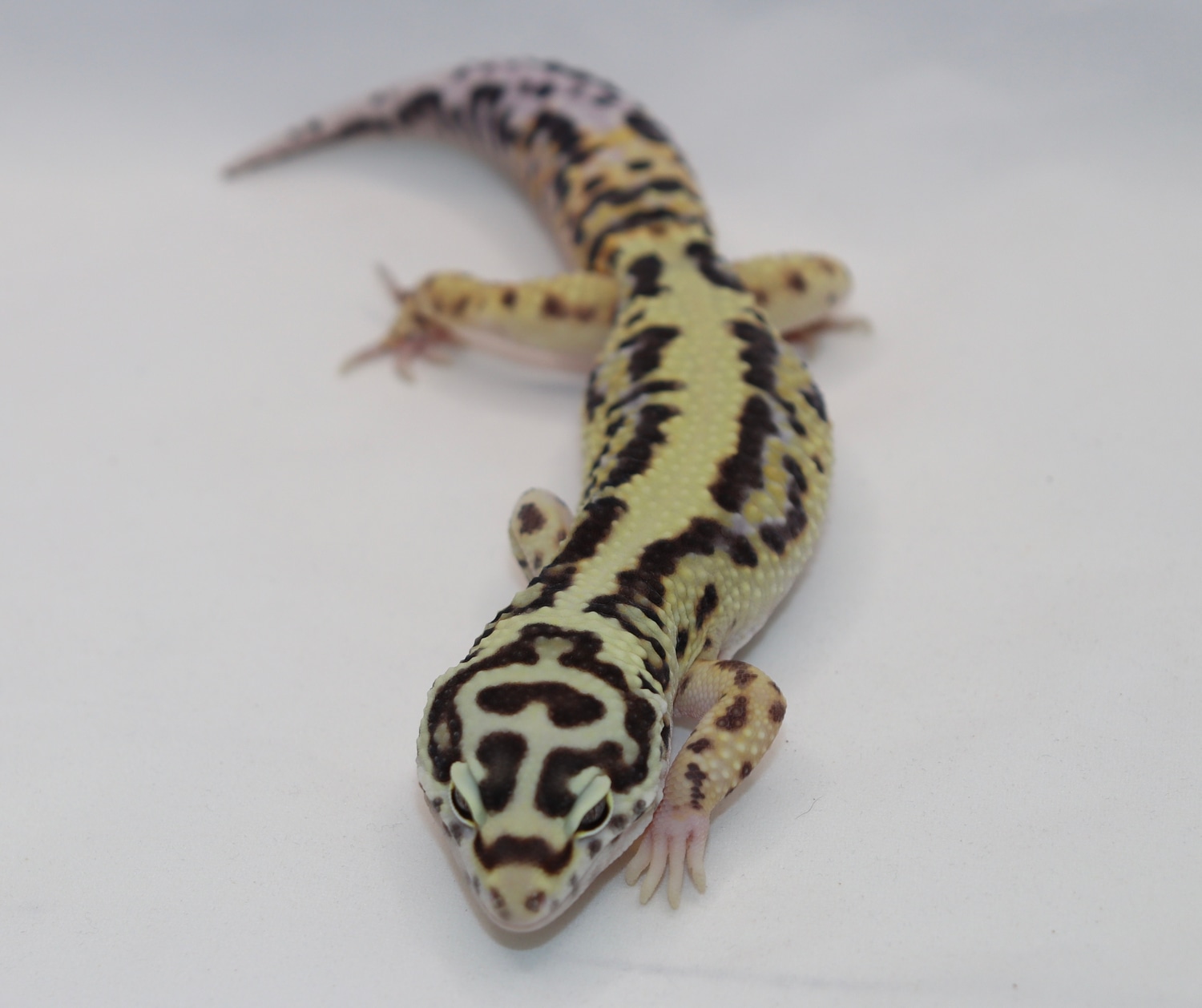 Halloween Mask Leopard Gecko by Bold And Striped Geckos MorphMarket