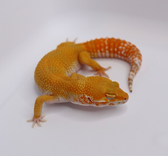 Tremper Sunglow Leopard Gecko by Bold And Striped Geckos