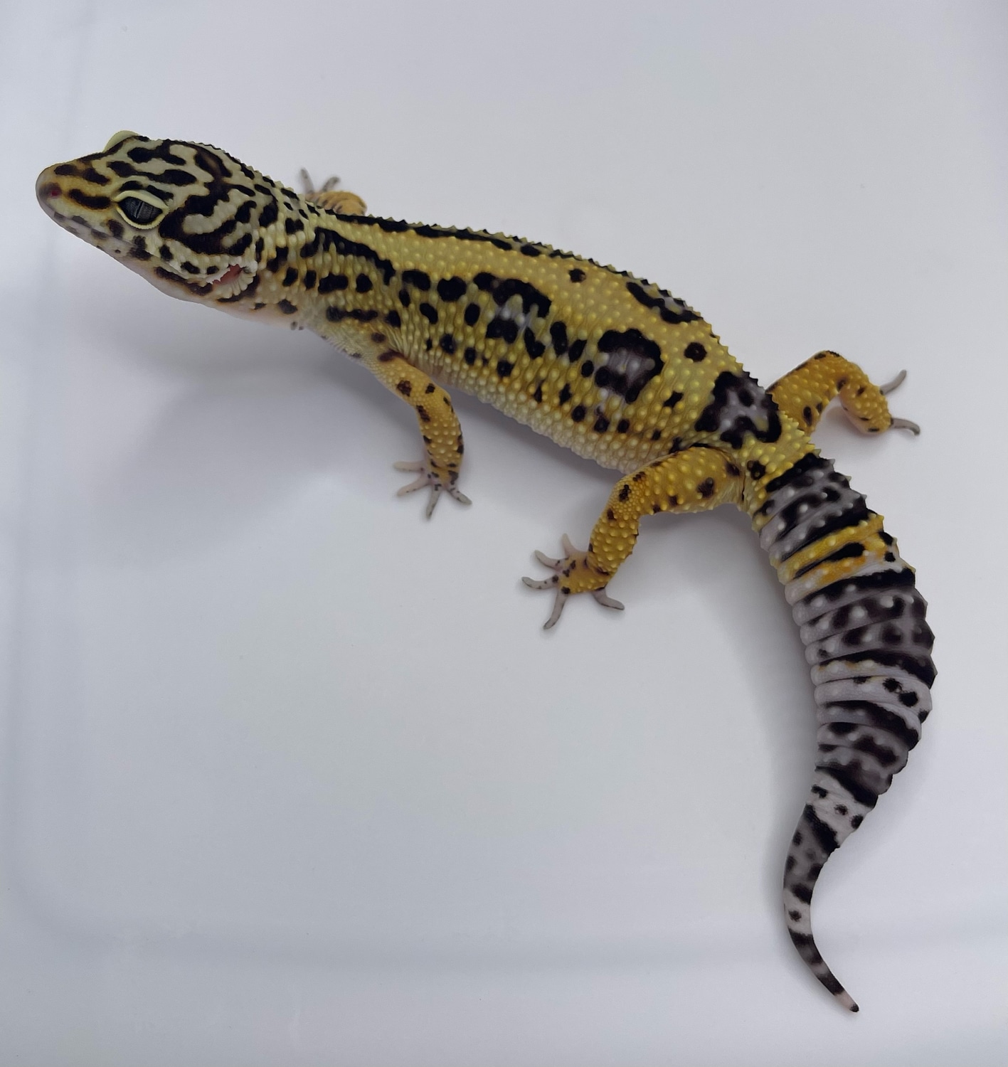 Halloween Mask Black Night Cross Leopard Gecko by Bold And Striped