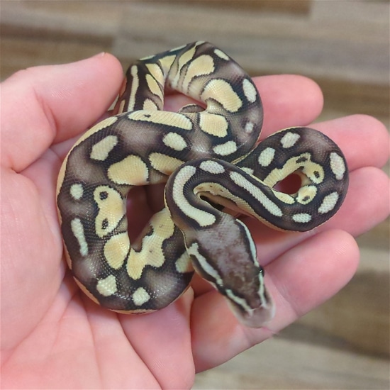 TH Hypo VPI GS 50% Clown Butter Pastel Ball Python by Bomb City Balls