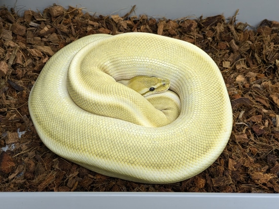 Red Stripe HRA Desert Ghost G-Stripe Het Cryptic Ball Python by Bomb ...