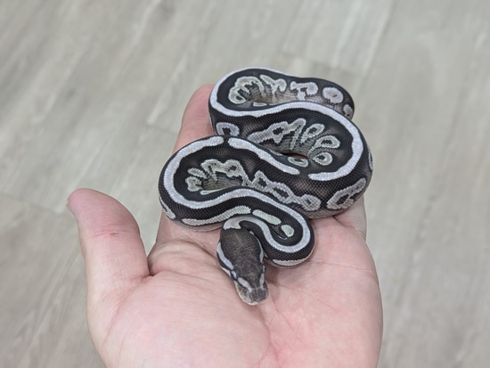 Mojave VPI Axanthic Het Pied Ball Pythons by Bomb City Balls