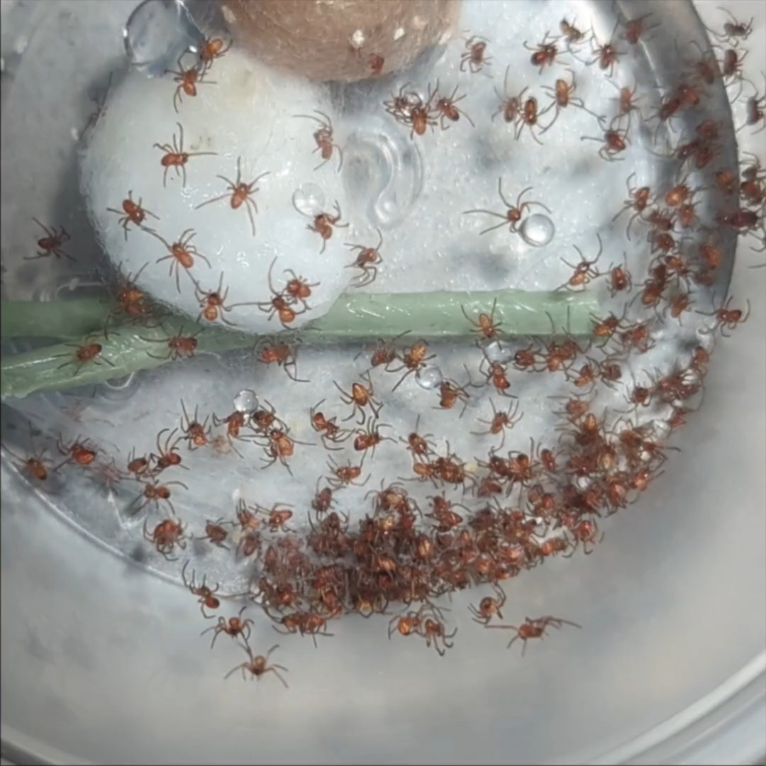 Lot Of 5 Southern Black Widow Slings 1/8 Inch True Spider by Bonafide