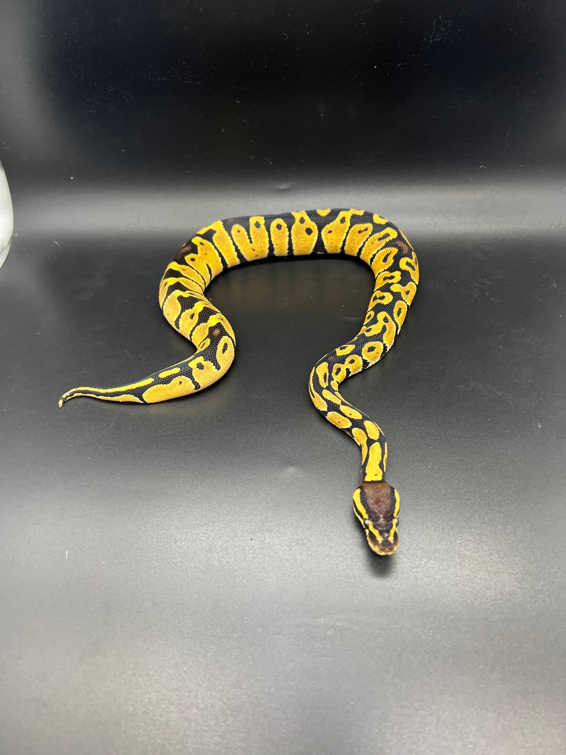 Pastel Sulfer Ball Python by Bone Daddy Serpents - MorphMarket