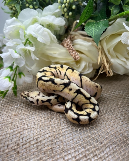 Bumblebee Ball Python by Bone Daddy Serpents