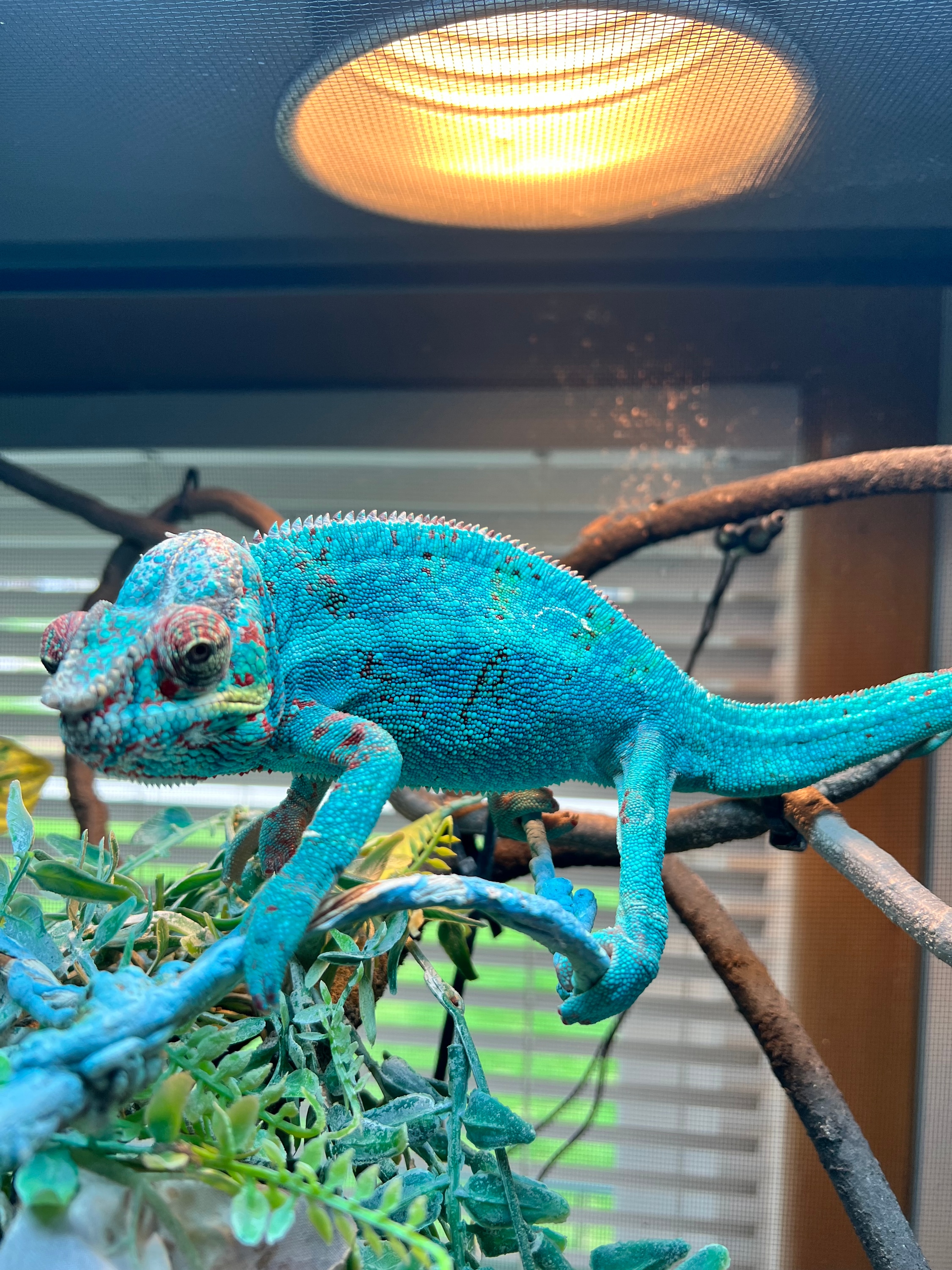 CHAMELEON LIFE 東京 amazarashi ① Amazon.co.jp: Chameleon Life, Tokyo, amazarashi, Hiromu