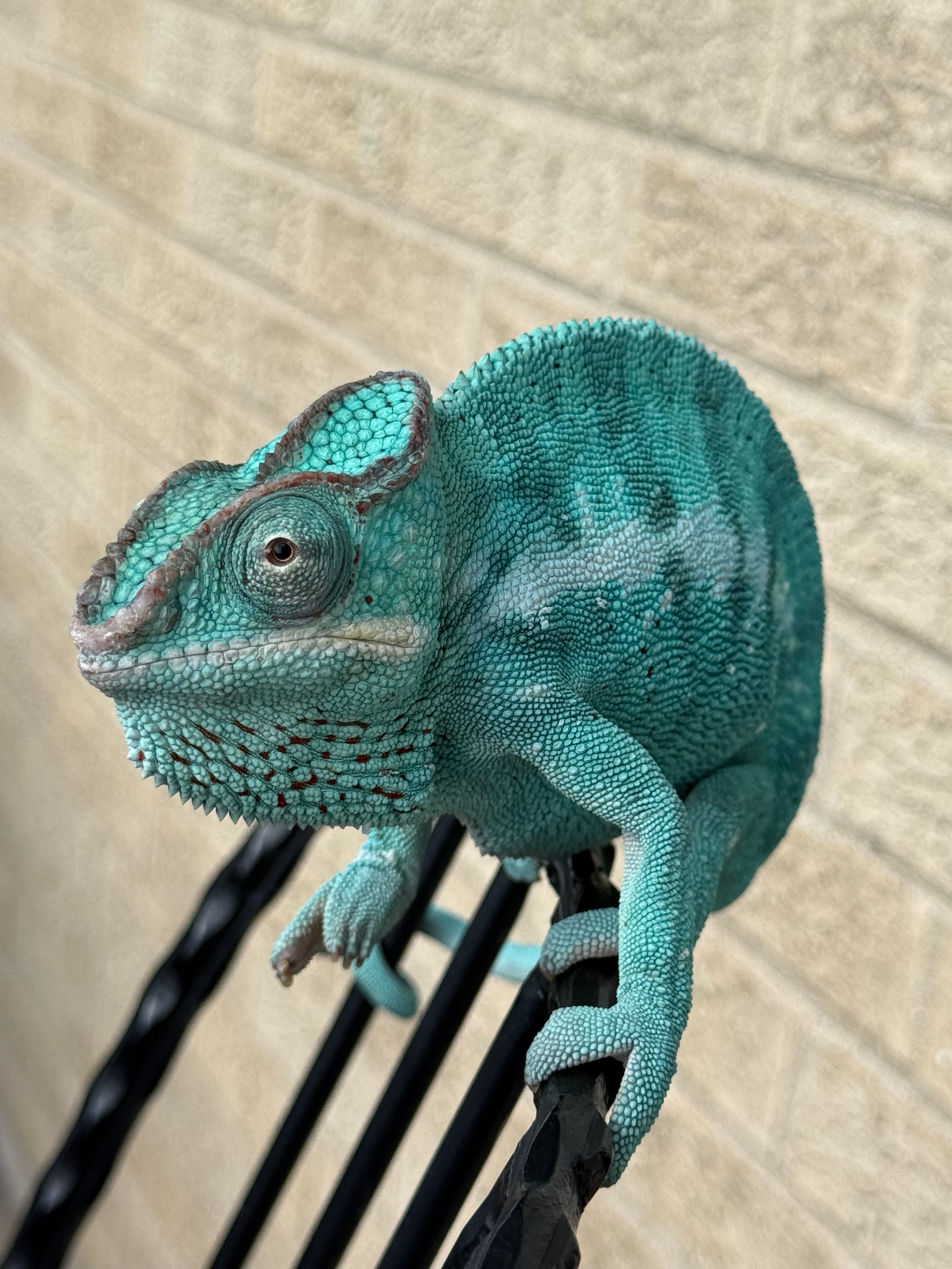 Nosy Be Panther Chameleons by Windy City Chameleon's