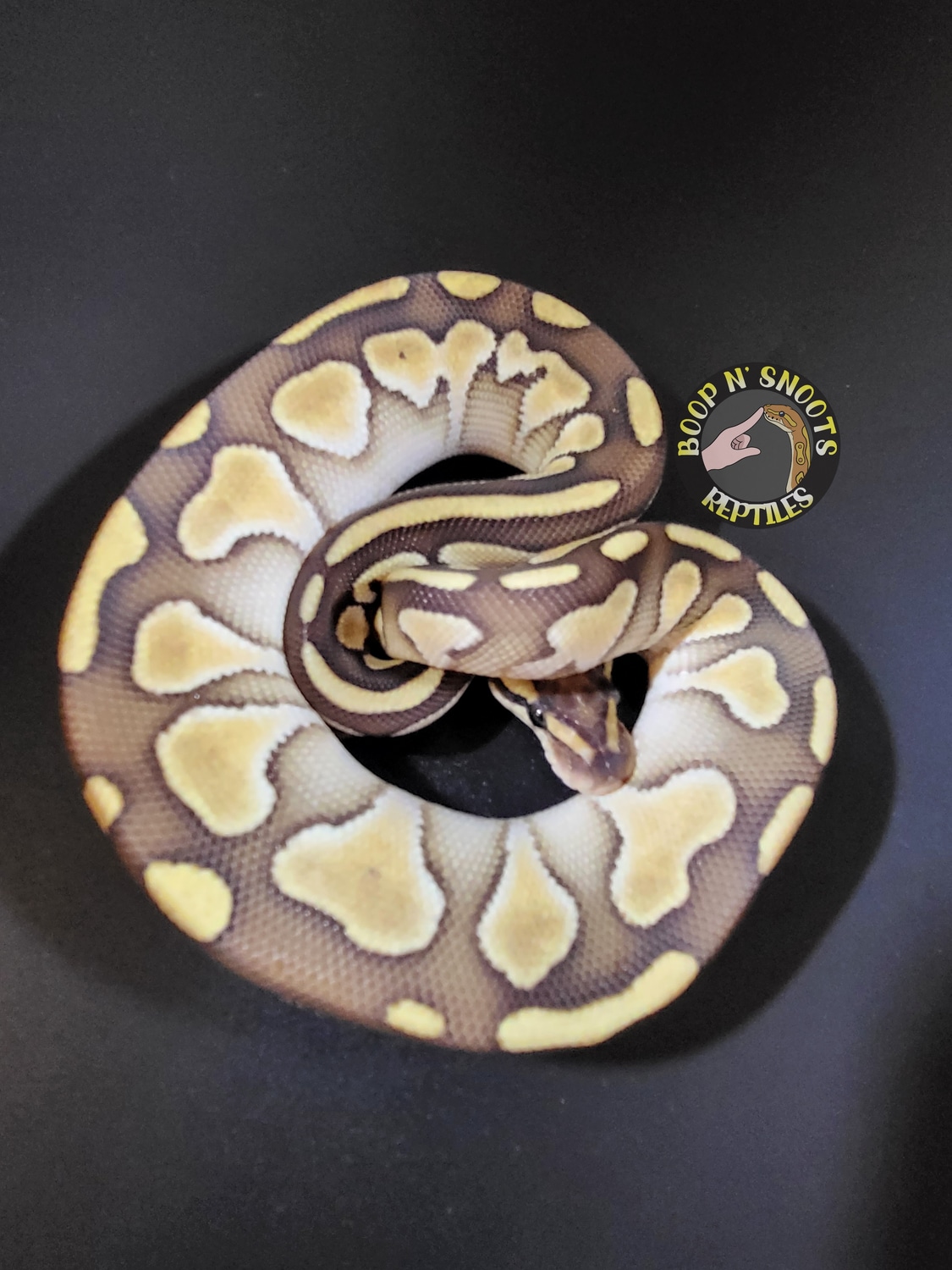 Pastel Lesser Het Clown Het Genetic Stripe Ball Python by Boop n ...