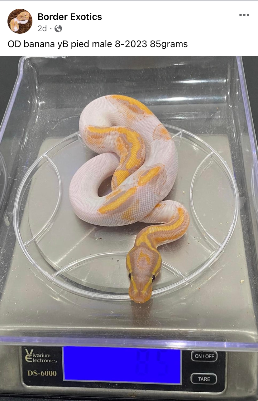 Banana YB Pied Poss OD Ball Python by Border Exotics MorphMarket