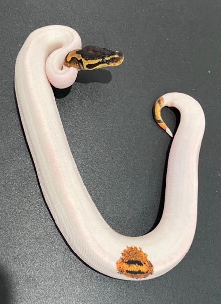YB Pied (Pumpkin Pied) Well Started On Ball Python by Border Exotics ...