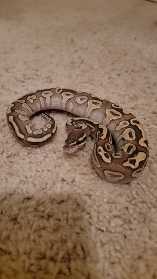 Cinnamon Lesser Ball Python by Borderland Morphs