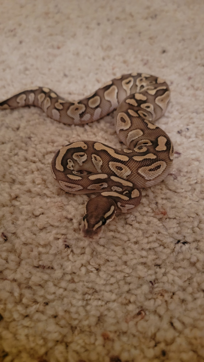 Cinnamon Lesser Ball Python by Borderland Morphs - MorphMarket
