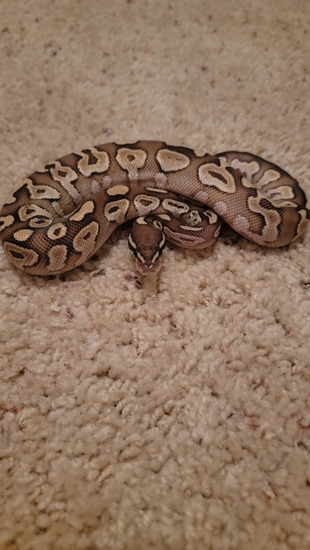 Lesser Cinnamon Ball Python by Borderland Morphs