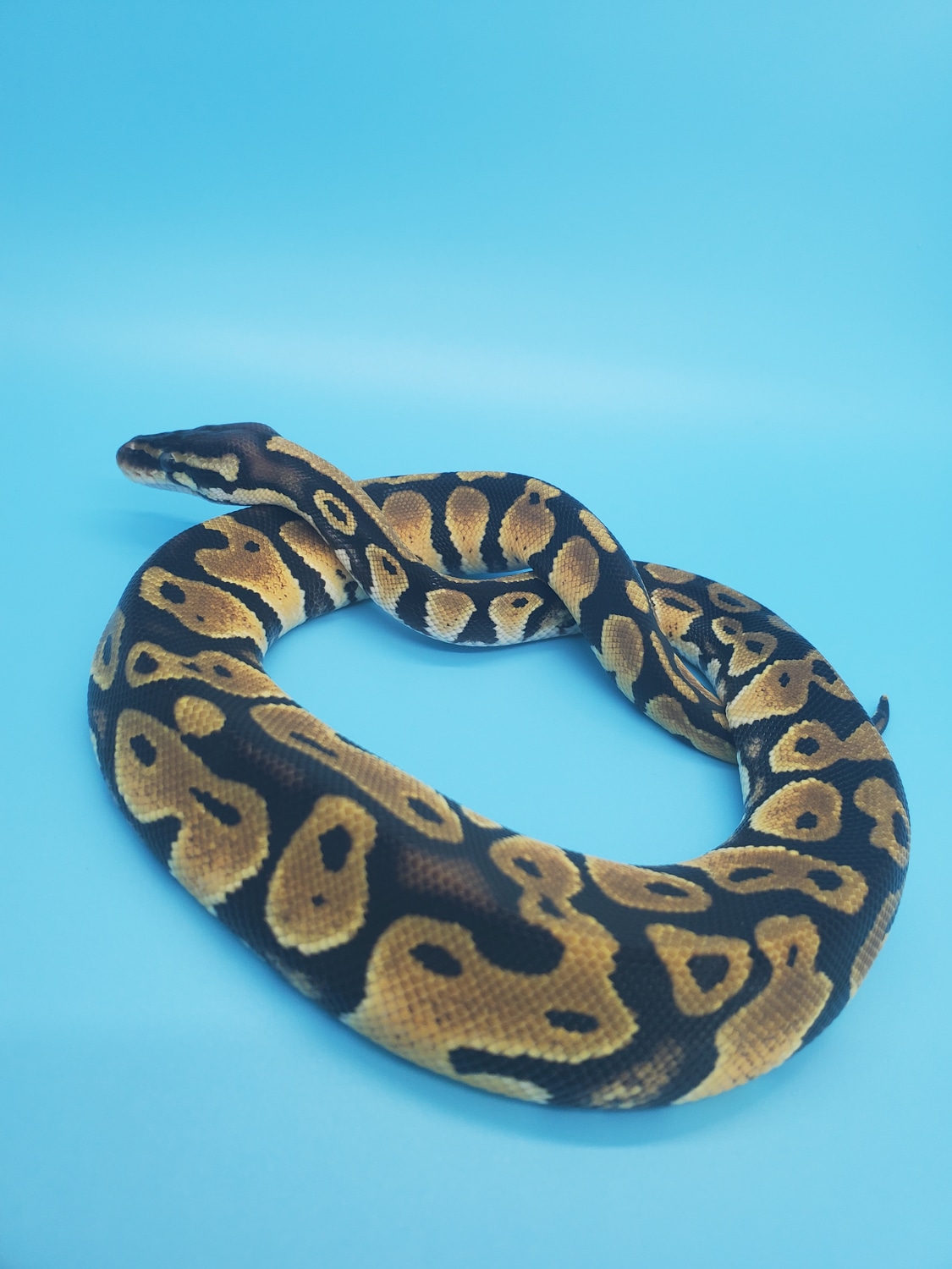 Pastel Female Ball Python by Crenshaw Constrictors MorphMarket