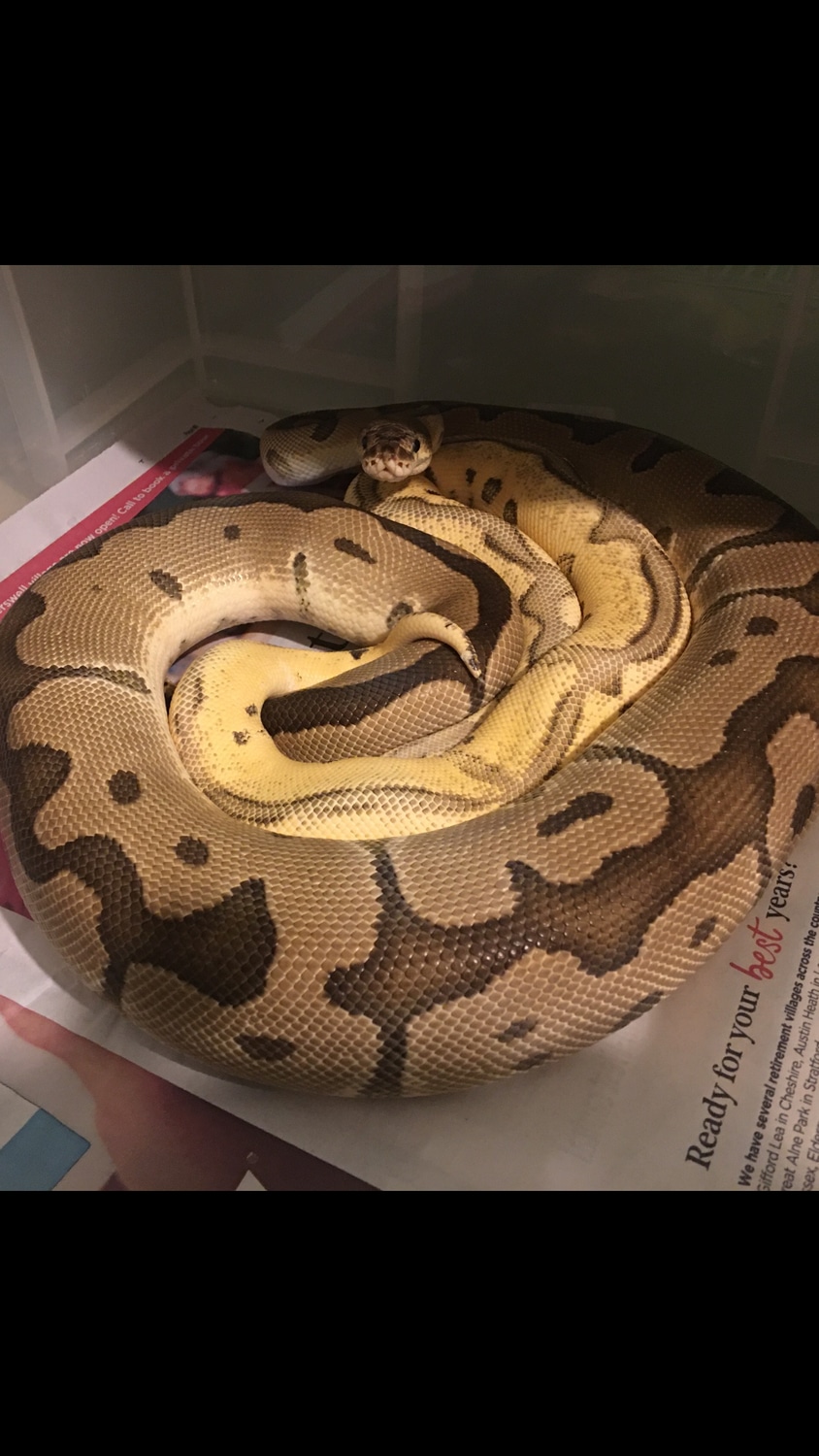 Proven Female Clown Ball Python by Boshbear Reptiles MorphMarket