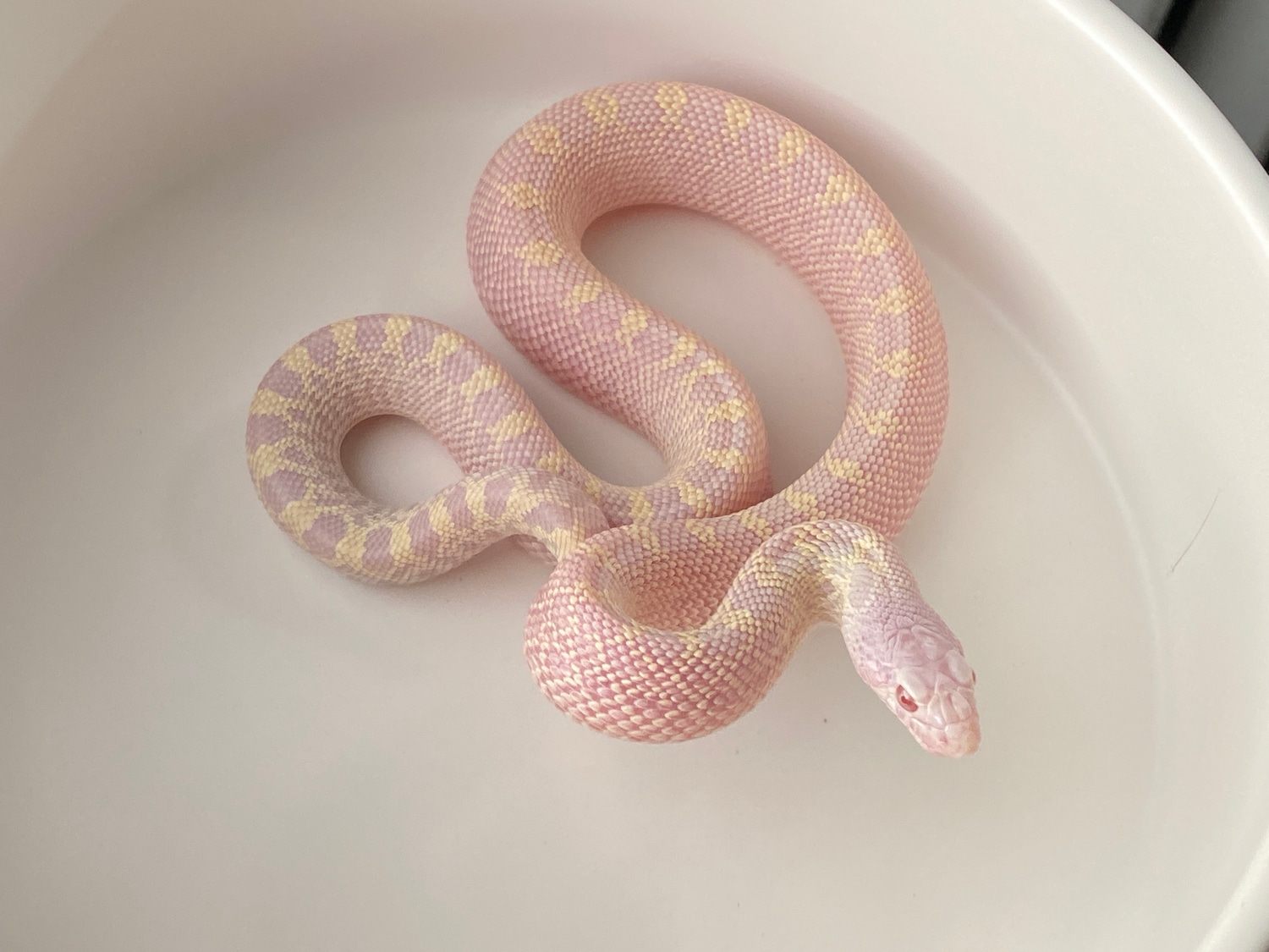 Snow Ghost (Trumbower/Ballum) Het Whiteside Bullsnake by Boss Hawgs