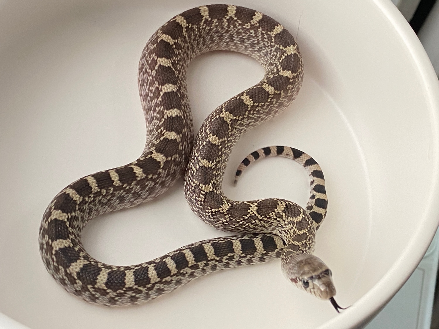 Ghost (Trumbower/Ballum) Het Whiteside Ph Patternless & Albino