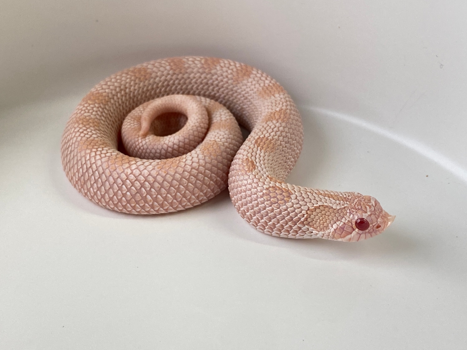 Coral Anaconda Western Hognose by Boss Hawgs MorphMarket
