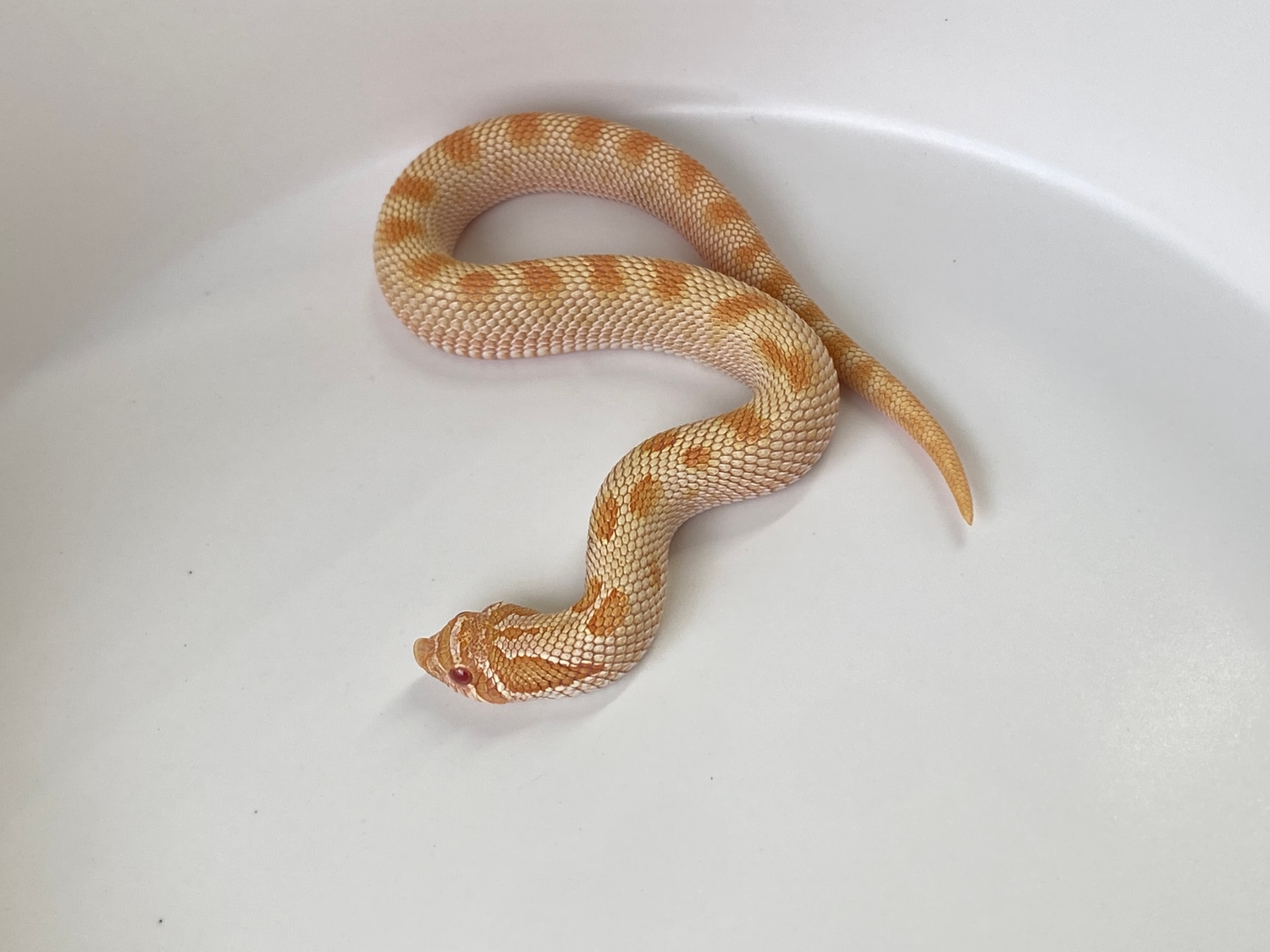 Albino Anaconda Het Lavender Western Hognose by Boss Hawgs MorphMarket
