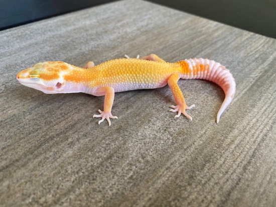 Sunglow 50% Het Eclipse TSF Leopard Gecko by Boss Art Geckos