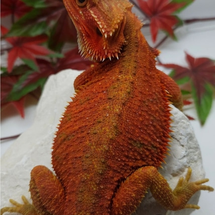 Red/Orange Hypo-trans Coral Het Witblits Central Bearded Dragon