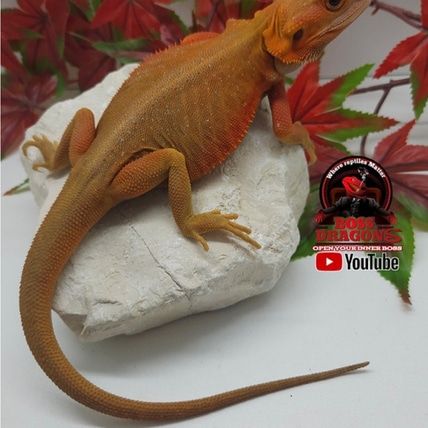 Orange Hypo-trans Coral Witblits Leatherback Possible Genetic Stripe Central Bearded Dragon