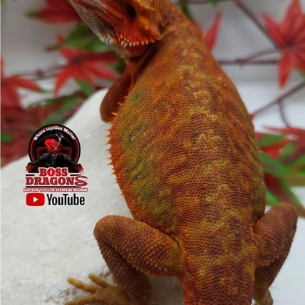 Translucent Coral Leatherback Double Het Hypo/witblits Central Bearded Dragon