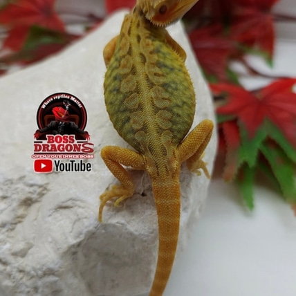 Citrus Hypo-trans Coral Leatherback Het Witblits Central Bearded Dragon
