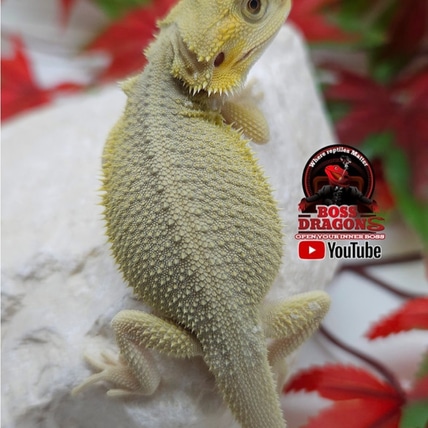 Citrus Hypo Witblits Het Translucent Central Bearded Dragon