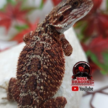Dark Red Double Het Hypo-trans Central Bearded Dragon