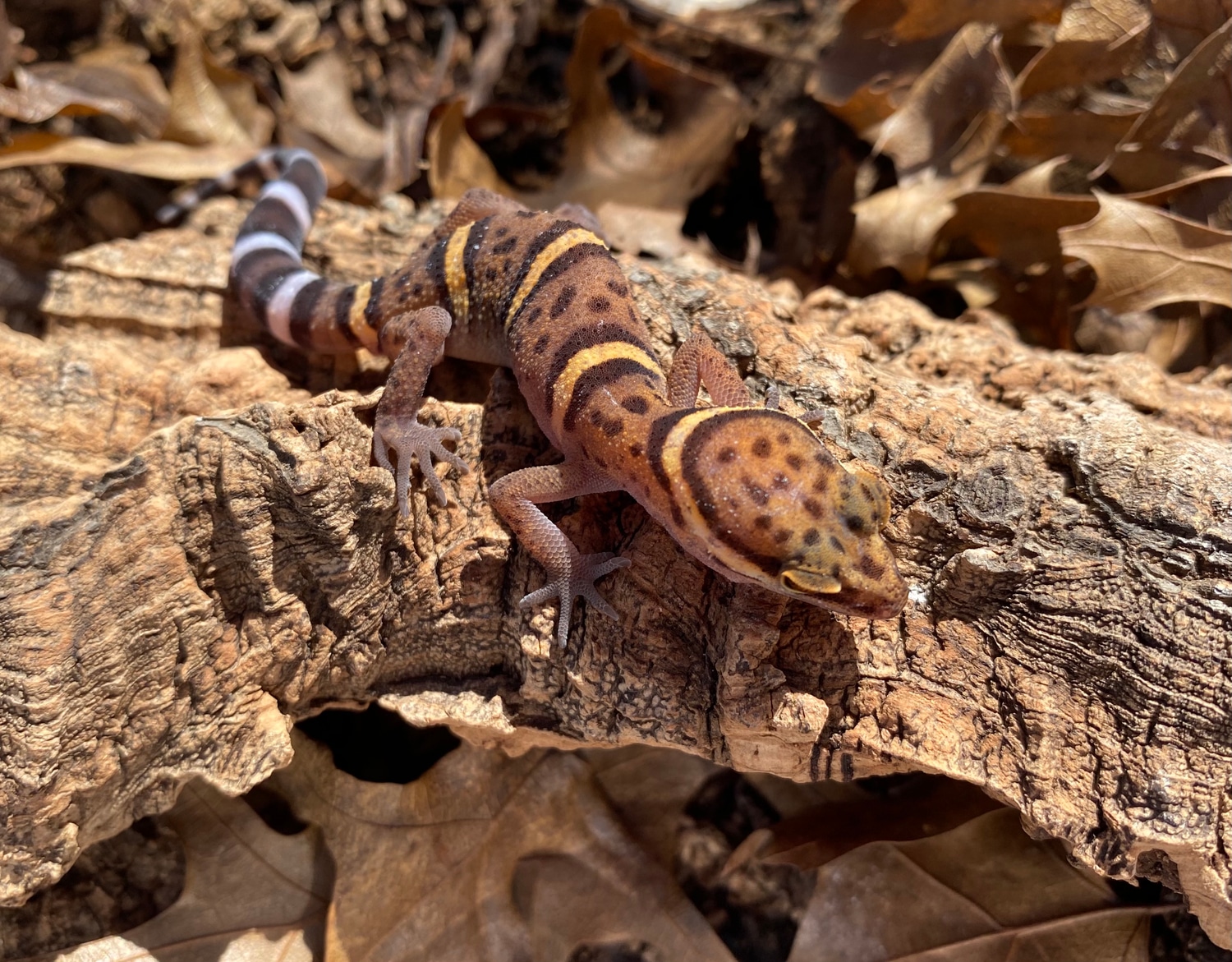 Bawangling Cave Gecko More Gecko by Botanical Beasts MorphMarket