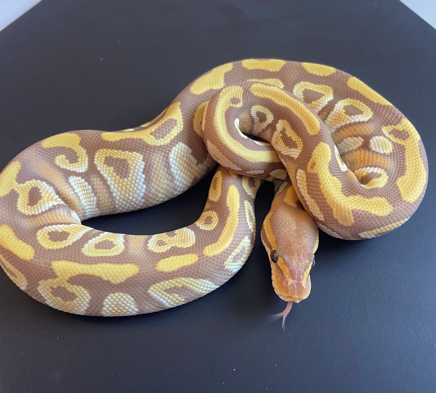 Mojave Ultramel Ball Python by HiFi Herp - MorphMarket